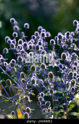 Eryngium planum Blaukappe,mer,holly mer hollies fleur bleu,bleu,fleurs,fleurs,Fleurs RM Banque D'Images