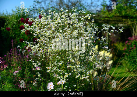 L'Erigeron annuus vergerette annuelle,daisy fleabane,blanc,flowring,fleurs,Fleurs,RM profusion Banque D'Images