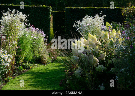 Hortensia fraise vanille