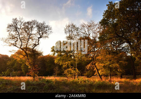 Arbres en automne dans la forêt d'Epping, Londres, Angleterre Banque D'Images