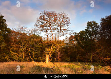 Arbres en automne dans la forêt d'Epping, Londres, Angleterre Banque D'Images