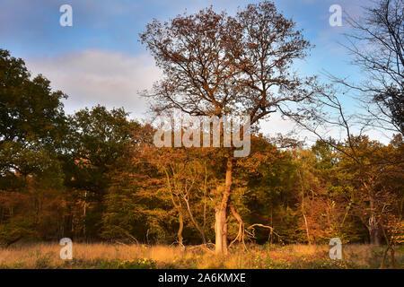 Arbres en automne dans la forêt d'Epping, Londres, Angleterre Banque D'Images