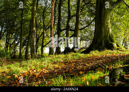 Un bois de hêtre sur les Downs de la sentier de grande Ridgeway crossing Hackpen Hill près d'Avebury en automne le soleil. Banque D'Images