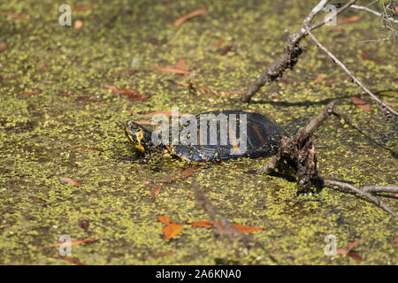 Un de tortues à ventre jaune en Géorgie Banque D'Images