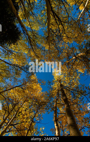 Vue de la cime des peupliers en automne à partir de ci-dessous Banque D'Images