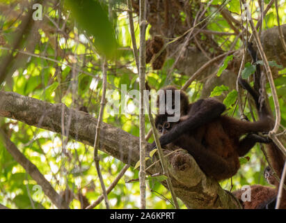 Un singe araignée de Geoffroy au Costa Rica Banque D'Images