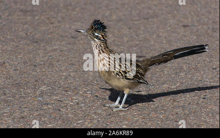 Un plus grand succès la route Roadrunner Banque D'Images