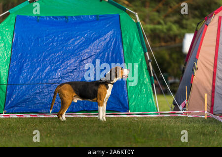 Cute brown et blanc chien beagle avec laisse debout sur l'herbe près de tentes colorées sur un beau soir d'été Banque D'Images