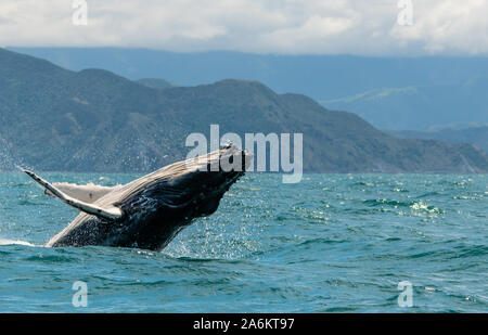 Violer une baleine à bosse au large de la Nouvelle-Zélande Banque D'Images