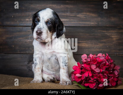 Mignon petit chien Setter Anglais studio portrait. Banque D'Images