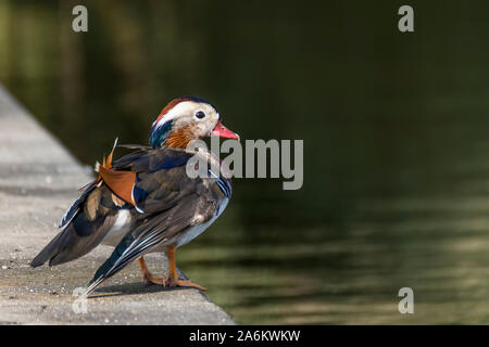 Beau mâle Canard Mandarin sur le bord d'un lac, éclairé par le soleil du matin Banque D'Images