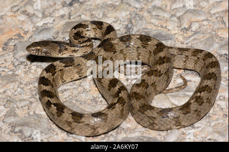 Chat européen (serpent Telescopus fallax) sur l'île grecque de Milos, Cyclades, Grèce. Banque D'Images