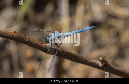 Skimmer carénées mâles Orthetrum coerulescens (libellules), Ios, Cyclades, Grèce. Banque D'Images