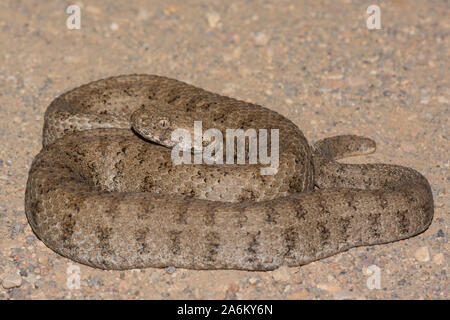 À nez émoussé adultes (Macrovipera lebetina vipère) sur l'île grecque de Milos, Cyclades, Grèce. Banque D'Images