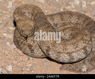 À nez émoussé adultes (Macrovipera lebetina vipère) sur l'île grecque de Milos, Cyclades, Grèce. Banque D'Images