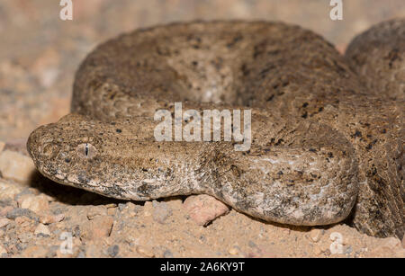 À nez émoussé adultes (Macrovipera lebetina vipère) sur l'île grecque de Milos, Cyclades, Grèce. Banque D'Images