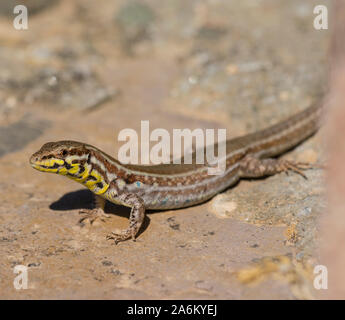 Milos femelle très coloré de lézard des murailles (Podarcis milensis) au soleil sur un mur sur l'île grecque de Milos, Cyclades, Grèce. Banque D'Images