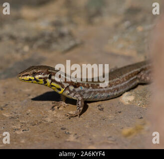 Milos femelle très coloré de lézard des murailles (Podarcis milensis) au soleil sur un mur sur l'île grecque de Milos, Cyclades, Grèce. Banque D'Images