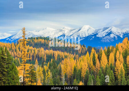 Le mélèze dans la couleur de l'automne au-dessous de la gamme swan près de condon, Montana Banque D'Images