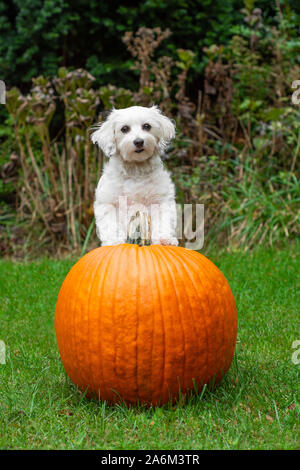 Peu de White Dog standing on big orange citrouille Banque D'Images