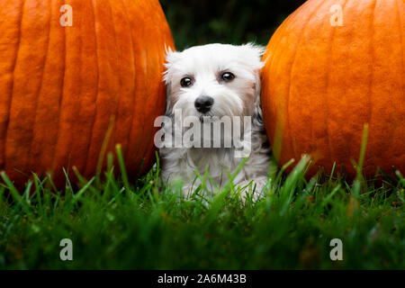 Petit chien blanc portant entre deux grosses citrouilles dans l'herbe Banque D'Images