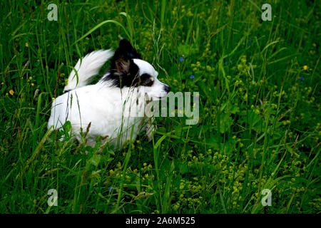 Drôle de petit chien noir et blanc promenades dans l'herbe. Banque D'Images