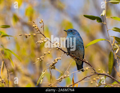 Une belle montagne Bluebird dans le Printemps Banque D'Images