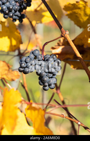 Une bande de rouge-violet foncé, grapes growing sur vignes en automne avec des feuilles jaunes dans un vignoble dans le célèbre vin domaine de Langenlois, Autriche Banque D'Images