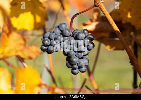 Une bande de rouge-violet foncé, grapes growing sur vignes en automne avec des feuilles jaunes dans un vignoble dans le célèbre vin domaine de Langenlois, Autriche Banque D'Images