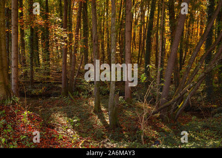 La forêt naturelle dense avec des feuilles colorées à l'automne la lumière Banque D'Images