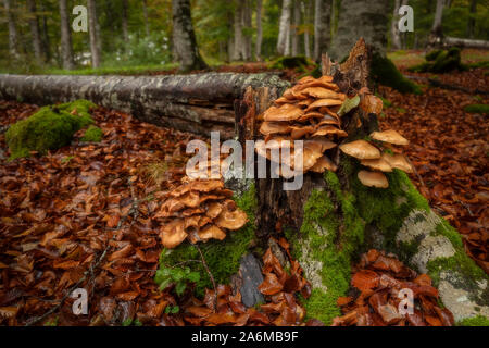 Des champignons dans un arbre tombé dans la forêt Entzia Banque D'Images