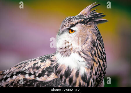 Eagle owl close up Banque D'Images