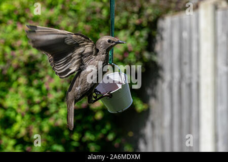 Starling oiseaux sauvages juvéniles sur l'atterrissage d'un petit jardin Banque D'Images