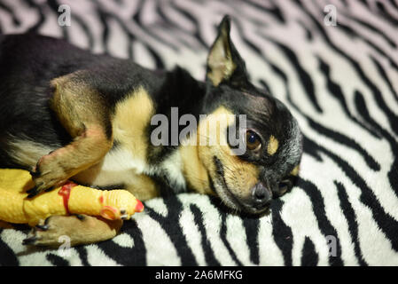 Chien à poil court Chihuahua à poil rouge du câble se trouve et s'assied sur un plaid marron. Chihuahua sur un plaid. Chihuahua tricolor noir-blanc reposant sur un bl Banque D'Images