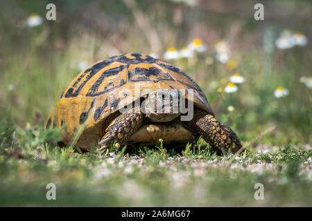 L'Est de la tortue d'Hermann - Testudo hermanni boettgeri. Banque D'Images