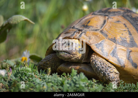 L'Est de la tortue d'Hermann - Testudo hermanni boettgeri. Banque D'Images