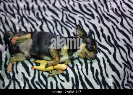 Chien à poil court Chihuahua à poil rouge du câble se trouve et s'assied sur un plaid marron. Chihuahua sur un plaid. Chihuahua tricolor noir-blanc reposant sur un bl Banque D'Images
