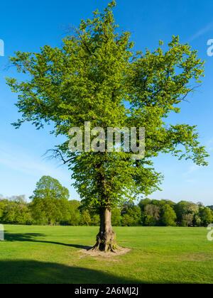 Arbre dans l'été, ciel bleu Banque D'Images