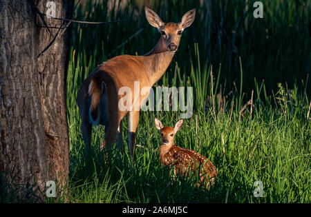 Un beau cerf de Virginie et le nouveau-né de mère Doe Fawn Banque D'Images