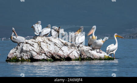 - Pélican frisé Pelecanus crispus. Le plus important membre de la famille pelican, et peut-être le plus grand oiseau d'eau douce. Banque D'Images