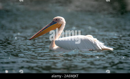 Grande pélican blanc - Pelecanus onocrotalus. Aussi connu comme l'est le pélican blanc pélican rose ou Banque D'Images