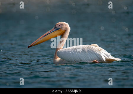 Grande pélican blanc - Pelecanus onocrotalus. Aussi connu comme l'est le pélican blanc pélican rose ou Banque D'Images