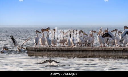 Grande pélican blanc - Pelecanus onocrotalus. Aussi connu comme l'est le pélican blanc pélican rose ou Banque D'Images