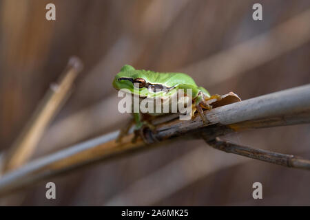 European rainette, Hyla arborea Banque D'Images