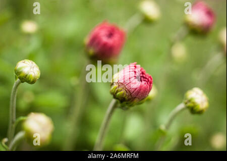 Chrysanthème rouge bud Banque D'Images