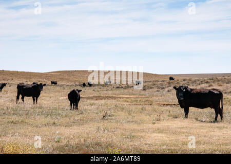 Biack Angus cow grazing on herbe sauvage sur gamme ouverte. Banque D'Images