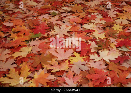 Feuilles d'érable couvrant le sol sous l'arbre Banque D'Images