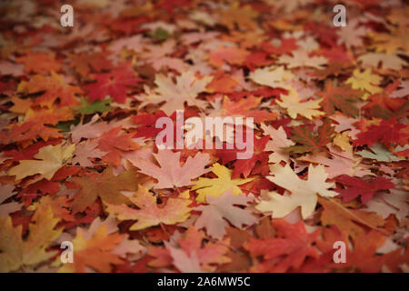 Feuilles d'érable couvrant le sol sous l'arbre Banque D'Images