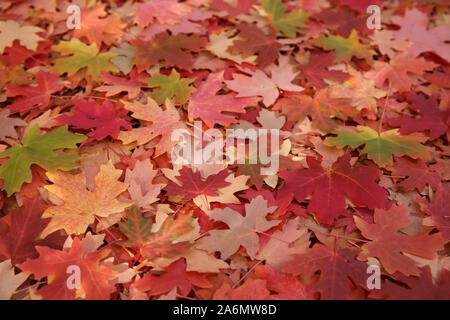 Feuilles d'érable couvrant le sol sous l'arbre Banque D'Images