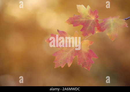 Feuilles d'érable en tournant dans la saison d'automne, de l'Utah Banque D'Images